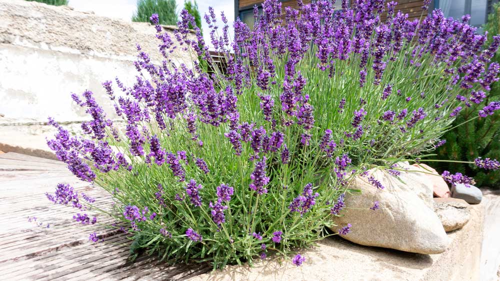 purple lavender flowers