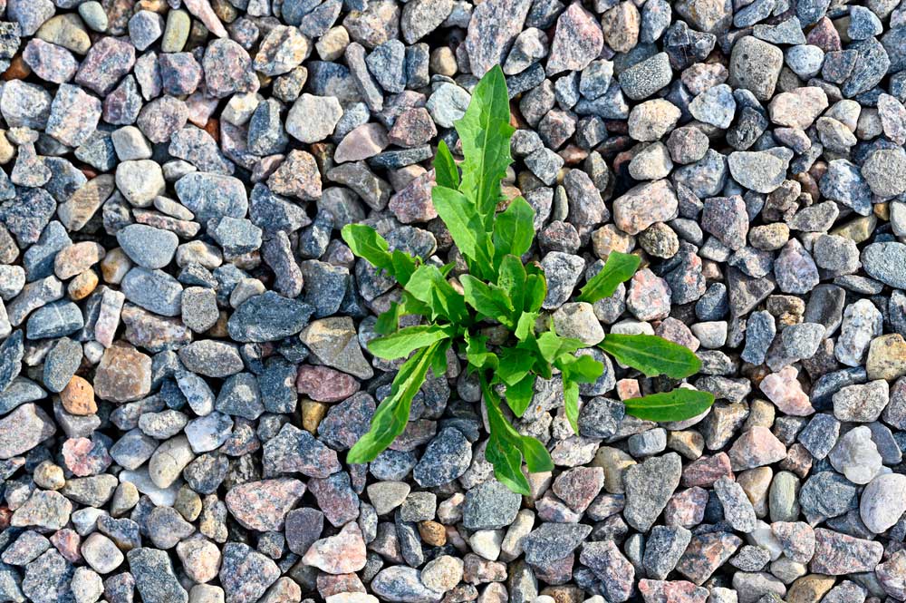 gravel with a weed coming through it